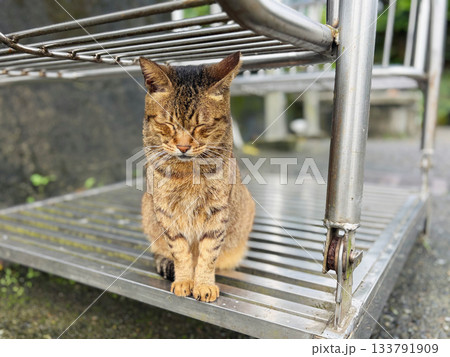 台湾　猴硐猫村 133791909