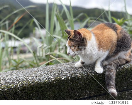 台湾　猴硐猫村 133791911