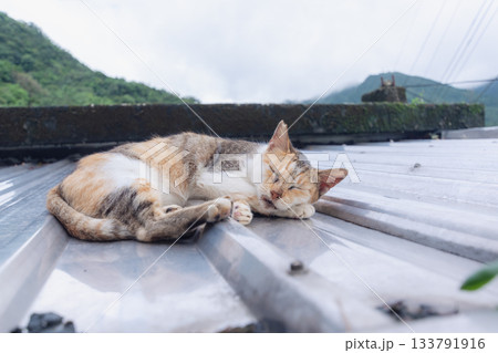 台湾　猴硐猫村　屋根の上で寝るネコ 133791916
