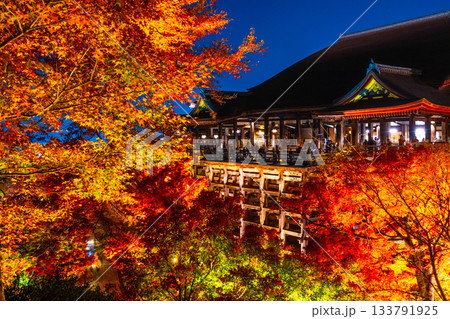 清水寺の舞台と紅葉のライトアップ 133791925
