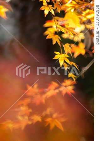 紅葉 133791958