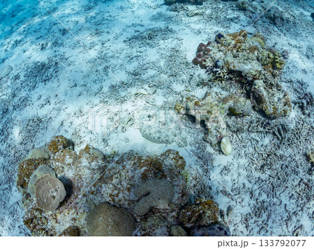 砂地で擬態するトゲダルマガレイ。美しいサンゴ礁と熱帯魚の群れ。 嘉比島沖縄県 島尻郡慶良間諸島座間味 砂地で擬態するトゲダルマガレイ。美しいサンゴ礁と熱帯魚の群れ。 嘉比島沖縄県 島尻郡慶良間諸島座間味 133792077