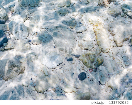 砂地で擬態するトゲダルマガレイ。美しいサンゴ礁と熱帯魚の群れ。 嘉比島沖縄県 島尻郡慶良間諸島座間味 133792083