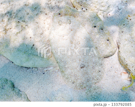 砂地で擬態するトゲダルマガレイ。美しいサンゴ礁と熱帯魚の群れ。 嘉比島沖縄県 島尻郡慶良間諸島座間味 133792085