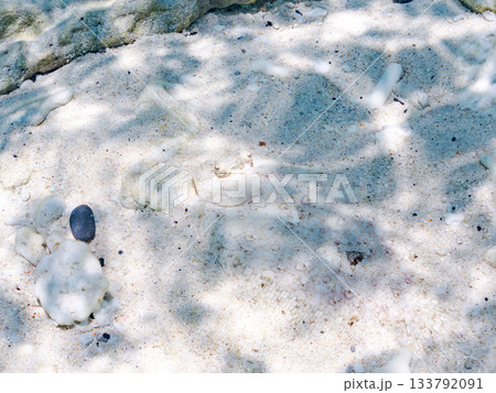 砂地で擬態するトゲダルマガレイ。美しいサンゴ礁と熱帯魚の群れ。 嘉比島沖縄県 島尻郡慶良間諸島座間味 133792091