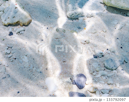 砂地で擬態するトゲダルマガレイ。美しいサンゴ礁と熱帯魚の群れ。 嘉比島沖縄県 島尻郡慶良間諸島座間味 砂地で擬態するトゲダルマガレイ。美しいサンゴ礁と熱帯魚の群れ。 嘉比島沖縄県 島尻郡慶良間諸島座間味 133792097