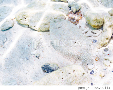 砂地で擬態するトゲダルマガレイ。美しいサンゴ礁と熱帯魚の群れ。 嘉比島沖縄県 島尻郡慶良間諸島座間味 砂地で擬態するトゲダルマガレイ。美しいサンゴ礁と熱帯魚の群れ。 嘉比島沖縄県 島尻郡慶良間諸島座間味 133792113