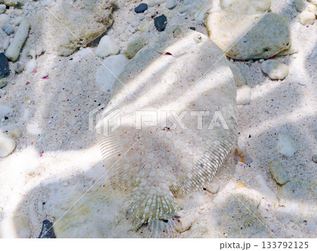 砂地で擬態するトゲダルマガレイ。美しいサンゴ礁と熱帯魚の群れ。 嘉比島沖縄県 島尻郡慶良間諸島座間味 133792125