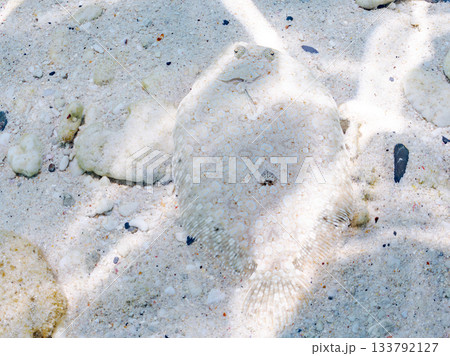 砂地で擬態するトゲダルマガレイ。美しいサンゴ礁と熱帯魚の群れ。 嘉比島沖縄県 島尻郡慶良間諸島座間味 133792127