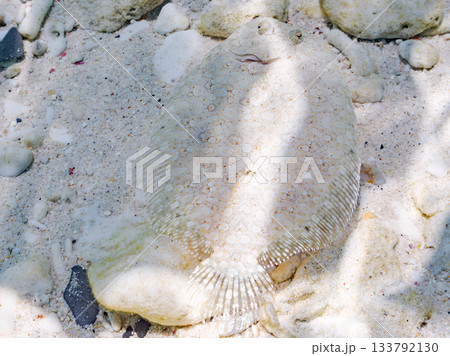 砂地で擬態するトゲダルマガレイ。美しいサンゴ礁と熱帯魚の群れ。 嘉比島沖縄県 島尻郡慶良間諸島座間味 砂地で擬態するトゲダルマガレイ。美しいサンゴ礁と熱帯魚の群れ。 嘉比島沖縄県 島尻郡慶良間諸島座間味 133792130