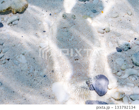 砂地で擬態するトゲダルマガレイ。美しいサンゴ礁と熱帯魚の群れ。 嘉比島沖縄県 島尻郡慶良間諸島座間味 133792134