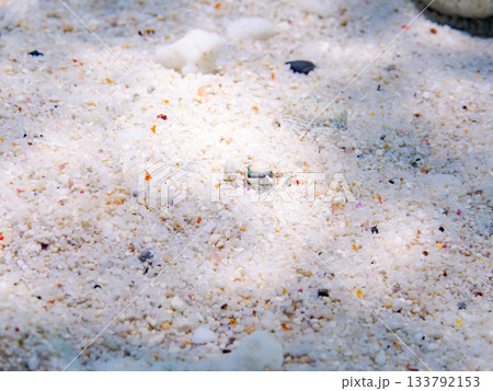 砂地で擬態するトゲダルマガレイ。美しいサンゴ礁と熱帯魚の群れ。 嘉比島沖縄県 島尻郡慶良間諸島座間味 砂地で擬態するトゲダルマガレイ。美しいサンゴ礁と熱帯魚の群れ。 嘉比島沖縄県 島尻郡慶良間諸島座間味 133792153