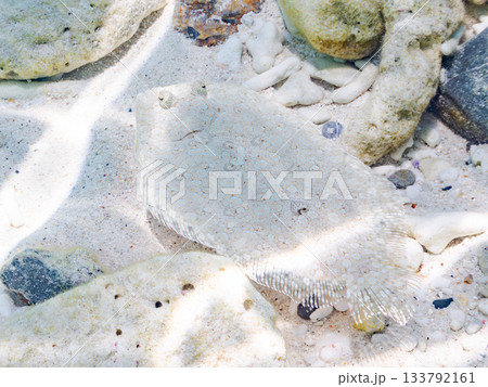 砂地で擬態するトゲダルマガレイ。美しいサンゴ礁と熱帯魚の群れ。 嘉比島沖縄県 島尻郡慶良間諸島座間味 133792161