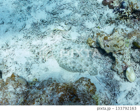 砂地で擬態するトゲダルマガレイ。美しいサンゴ礁と熱帯魚の群れ。 嘉比島沖縄県 島尻郡慶良間諸島座間味 133792163