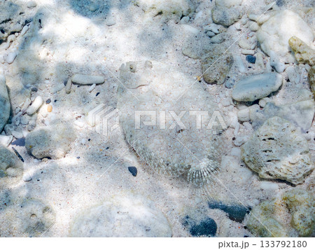 砂地で擬態するトゲダルマガレイ。美しいサンゴ礁と熱帯魚の群れ。 嘉比島沖縄県 島尻郡慶良間諸島座間味 133792180