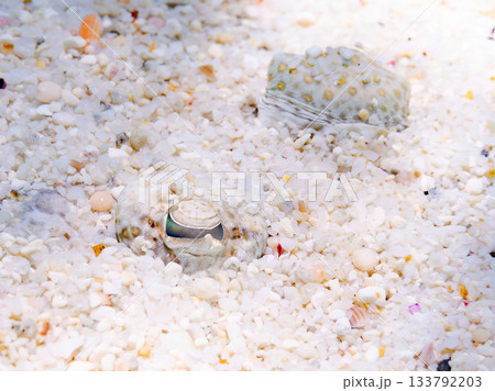 砂地で擬態するトゲダルマガレイ。美しいサンゴ礁と熱帯魚の群れ。 嘉比島沖縄県 島尻郡慶良間諸島座間味 砂地で擬態するトゲダルマガレイ。美しいサンゴ礁と熱帯魚の群れ。 嘉比島沖縄県 島尻郡慶良間諸島座間味 133792203