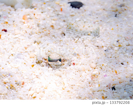 砂地で擬態するトゲダルマガレイ。美しいサンゴ礁と熱帯魚の群れ。 嘉比島沖縄県 島尻郡慶良間諸島座間味 133792208