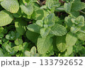 アップルミント 133792652