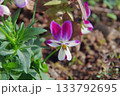 12月の庭に咲くビオラの花 133792695