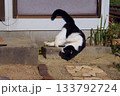 外でまわる猫 133792724