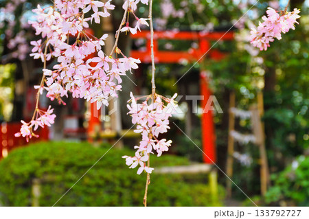 京都 水火天満宮 美しい枝垂れ桜(京都府京都市上京区) 京都 水火天満宮 美しい枝垂れ桜(京都府京都市上京区) 133792727