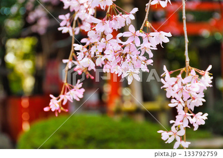 京都 水火天満宮 美しい枝垂れ桜(京都府京都市上京区) 京都 水火天満宮 美しい枝垂れ桜(京都府京都市上京区) 133792759