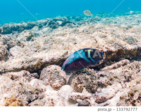 美しいオビブダイ。美しいサンゴ礁と熱帯魚の群れ。 嘉比島沖縄県 島尻郡慶良間諸島座間味島-2025 133792777