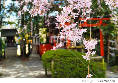 京都 水火天満宮 美しい枝垂れ桜(京都府京都市上京区) 京都 水火天満宮 美しい枝垂れ桜(京都府京都市上京区) 133792778