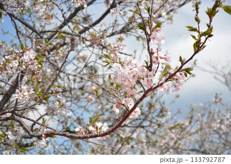日本の春の桜 日本の春の桜 133792787