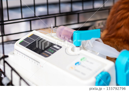 Pet treatment setup, Dog undergoing intravenous therapy in veterinary clinic Pet treatment setup, Dog undergoing intravenous therapy in veterinary clinic 133792796