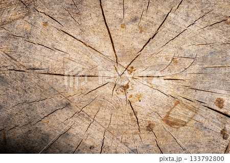 Analyzing aged timber surface patterns, Examination of weathered wood with growth rings and cracks Analyzing aged timber surface patterns, Examination of weathered wood with growth rings and cracks 133792800