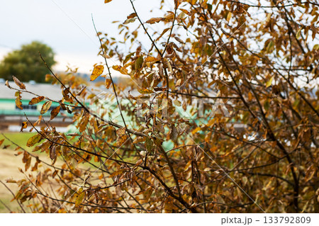 Peaceful fall view capturing rural structures and natural textures in soft light 133792809