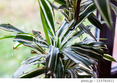 Dracaena leaves in cozy setting, Bright morning light highlights vibrant foliage details 133792811