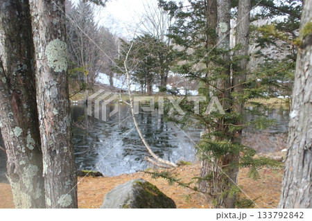 View of a quiet lake through the trees. Natural framing composition with pine trunks and lichen texture View of a quiet lake through the trees. Natural framing composition with pine trunks and lichen texture 133792842