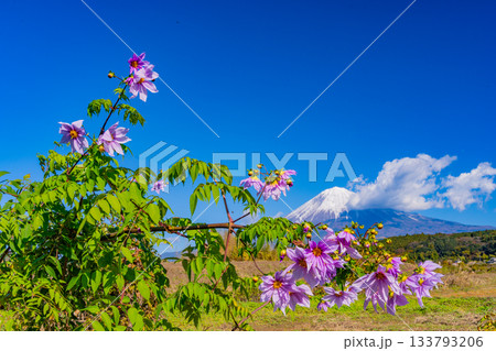 【静岡県】畦道に咲く皇帝ダリアと富士山 【静岡県】畦道に咲く皇帝ダリアと富士山 133793206
