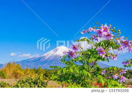【静岡県】畦道に咲く皇帝ダリアと富士山 133793208