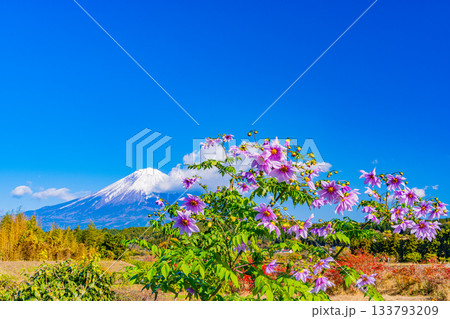 【静岡県】畦道に咲く皇帝ダリアと富士山 133793209