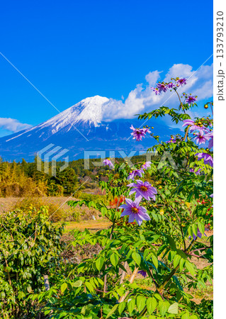 【静岡県】畦道に咲く皇帝ダリアと富士山 133793210