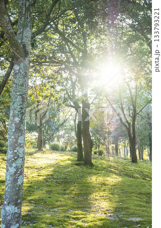 木漏れ日が差し込む公園の散歩道 133793221