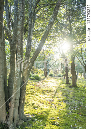 木漏れ日が差し込む公園の散歩道 133793222