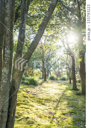 木漏れ日が差し込む公園の散歩道 133793223