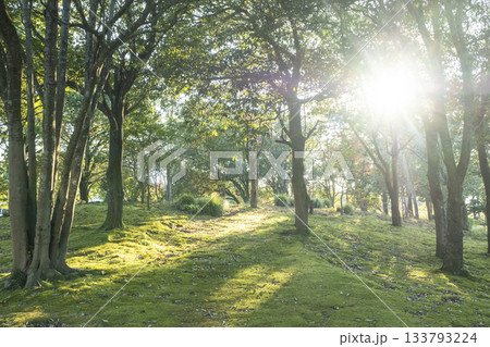 木漏れ日が差し込む公園の散歩道 木漏れ日が差し込む公園の散歩道 133793224