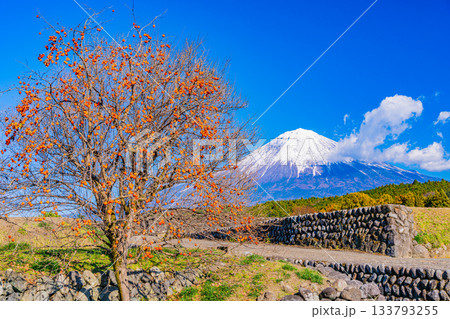 【静岡県】棚田の残り柿と富士山 133793255