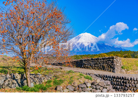 【静岡県】棚田の残り柿と富士山 133793257