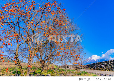 【静岡県】棚田の残り柿と富士山 133793258