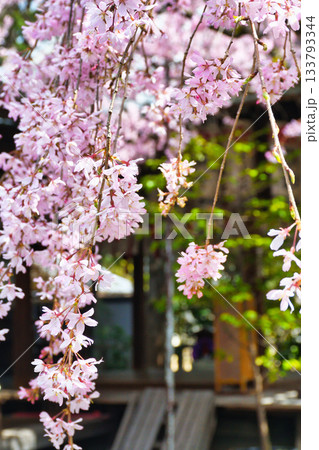 京都　水火天満宮　美しい枝垂れ桜（京都府京都市上京区） 133793344