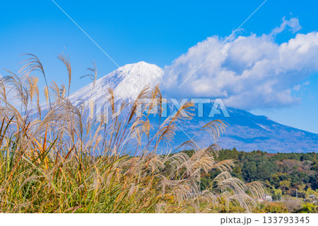 【静岡県】畦道のススキと富士山 133793345