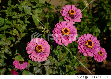 秋の花壇に咲くピンク色のジニアの花　11月多摩262ジニア・ヒャクニチソウ（キク科） 133793504