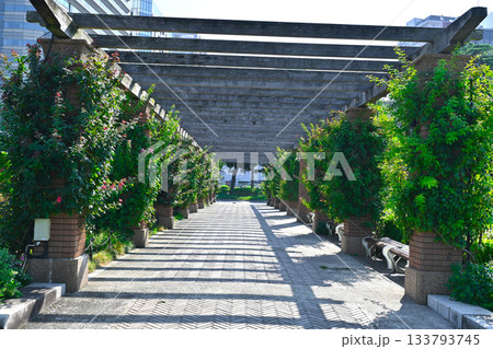 横浜 山下公園の景色 横浜 山下公園の景色 133793745
