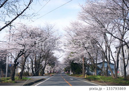埼玉県：桜が咲く日光街道／鶴ヶ島市高倉 133793869